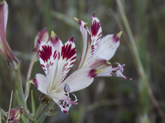 Alstroemeria diluta