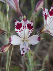 Alstroemeria diluta