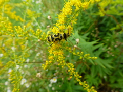 Chlorophorus varius
