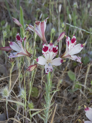 Alstroemeria diluta
