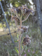 Phacelia secunda