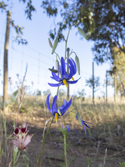 Conanthera bifolia