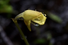 Utricularia bifida