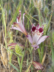 Alstroemeria diluta