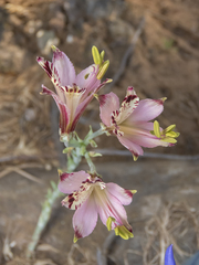 Alstroemeria diluta
