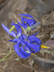 Conanthera bifolia