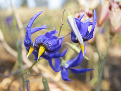 Conanthera bifolia