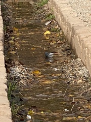 Phoenicurus ochruros