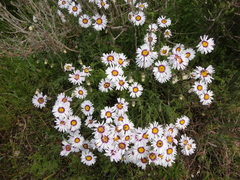 Felicia elongata