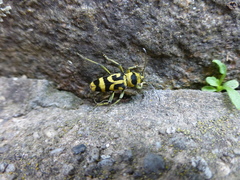 Chlorophorus varius
