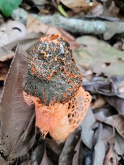 Phallus cinnabarinus