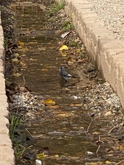 Phoenicurus ochruros