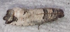 Notocelia culminana