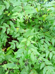 Callicarpa dichotoma