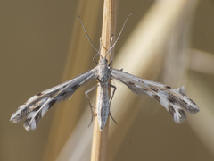 Singularia alternaria