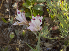 Alstroemeria diluta