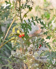 Solanum sisymbriifolium