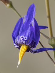 Conanthera bifolia