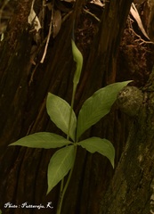 Arisaema tortuosum