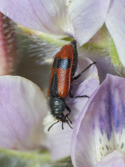 Arthrobrachus nigromaculatus