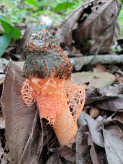 Phallus cinnabarinus