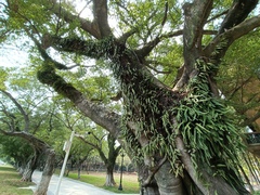 Pyrrosia adnascens
