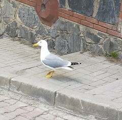 Larus michahellis michahellis