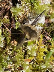 Bombyliidae