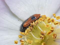 Arthrobrachus nigromaculatus