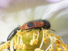 Arthrobrachus nigromaculatus