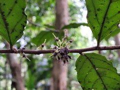 Piparea multiflora
