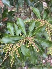 Pieris floribunda