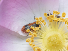 Arthrobrachus nigromaculatus