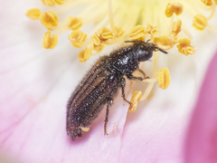 Arthrobrachus maestus