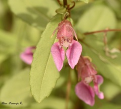 Impatiens minor