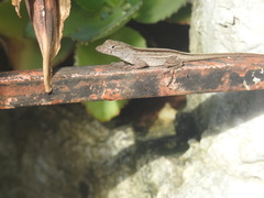 Anolis sagrei