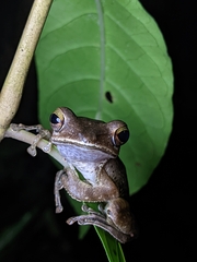 Polypedates occidentalis