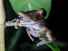 Polypedates occidentalis