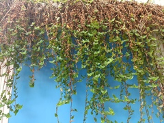 Tradescantieae