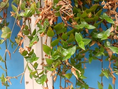Tradescantieae