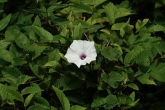 Ipomoea pandurata