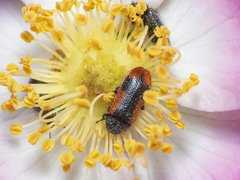 Arthrobrachus nigromaculatus