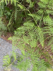 Pteridium
