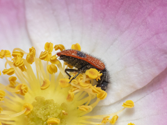 Arthrobrachus nigromaculatus