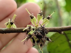 Piparea multiflora