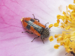 Arthrobrachus nigromaculatus