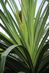 Pandanus canaranus