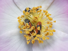 Arthrobrachus nigromaculatus