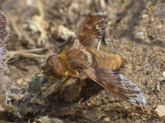 Paranthrax rufiventris