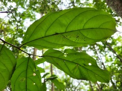 Piparea multiflora